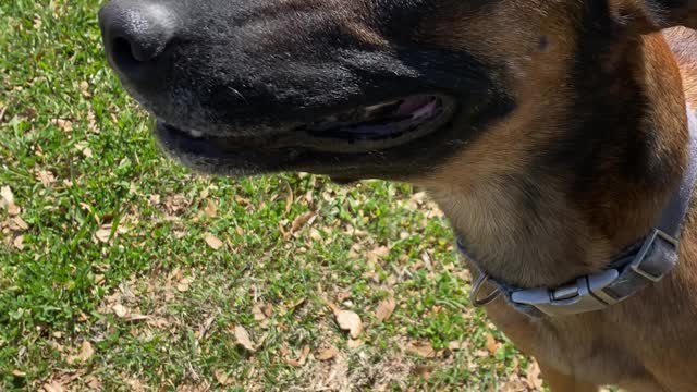 Doggy Shows Excitement in Strange Way