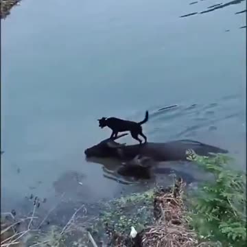 A dog takes a ride on a water buffalo 🐶🤗🐶