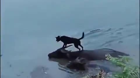 A dog takes a ride on a water buffalo 🐶🤗🐶