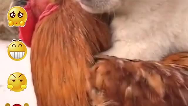 Puppy and rooster can also be good friend