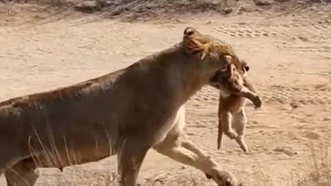 "Guardian of the Pride: A Mother's Embrace"