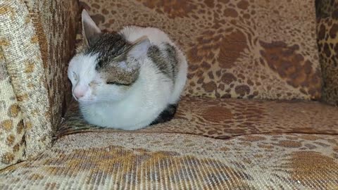 I gave food to the cute cats. These cats are so cute