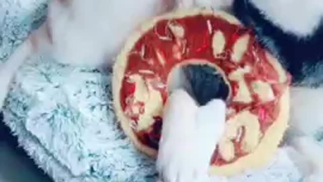 Ultimate Baby Dogs - Cute and Funny Dog Videos Compilation