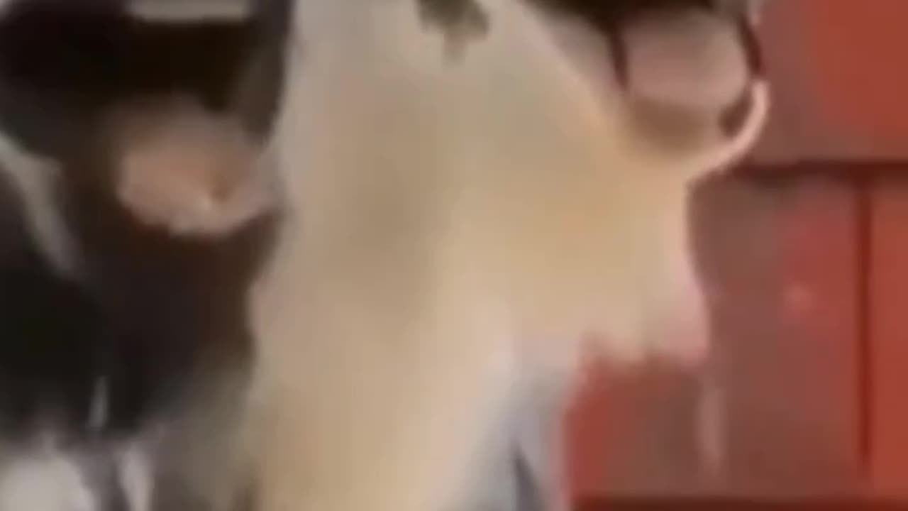 Goat Milk Eating With Goat Poooooooo