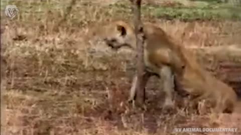 Mother Giraffe kicks Lion head very hard to save herself, harsh life of Wild Animals