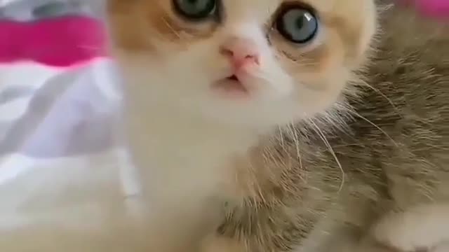 Baby cat funny moment