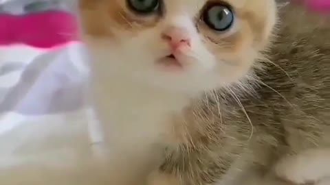 Baby cat funny moment