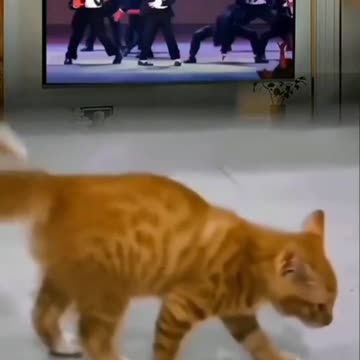 "Feline Smooth Criminal: When Cats Moonwalk"