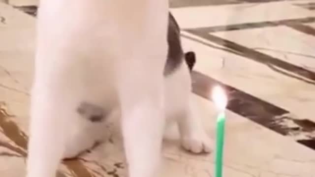 Watch this pets go crazy, really funny and cute