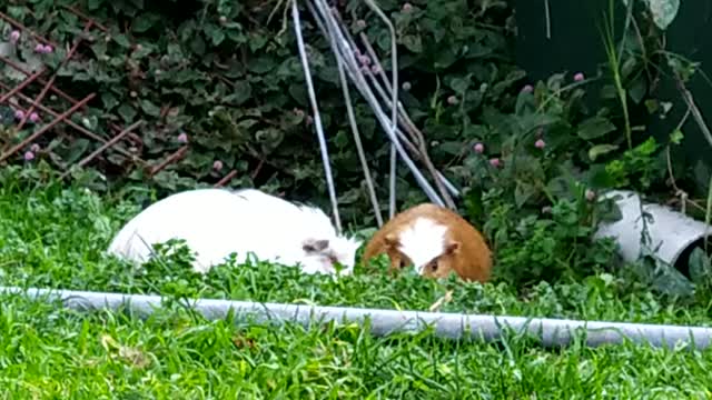 Our two feral Guinea pigs