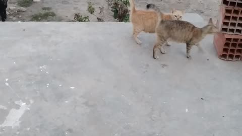 Cats Waiting their tasty meal