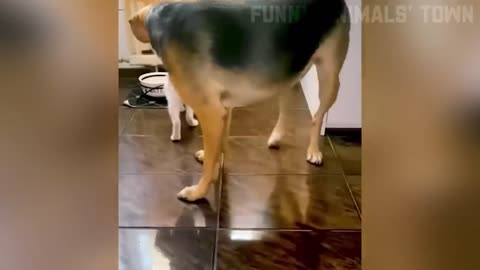 Funniest Cats and Dogs 🐶🐱 | Funny Animal Videos #35