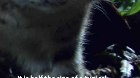The Kodkod is the smallest wild cat in the Western Hemisphere