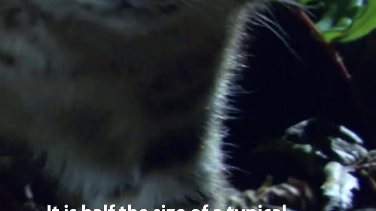 The Kodkod is the smallest wild cat in the Western Hemisphere