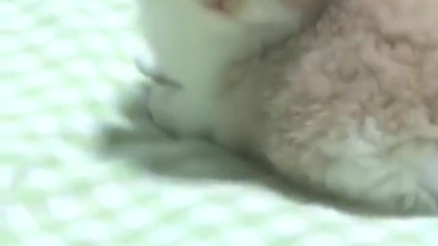 The cutest chubby cats every!