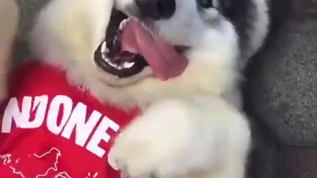 Cute Husky is ready to enjoy Christmas party