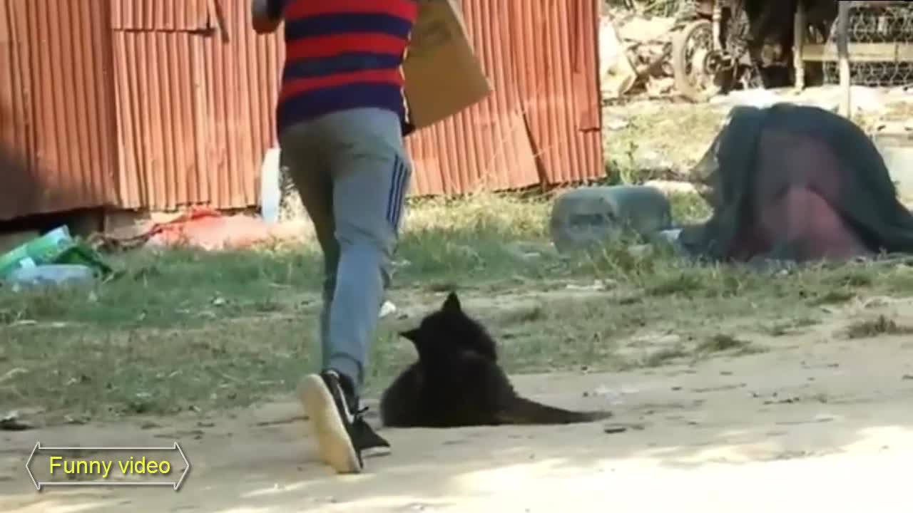 Funny Life Funny Video