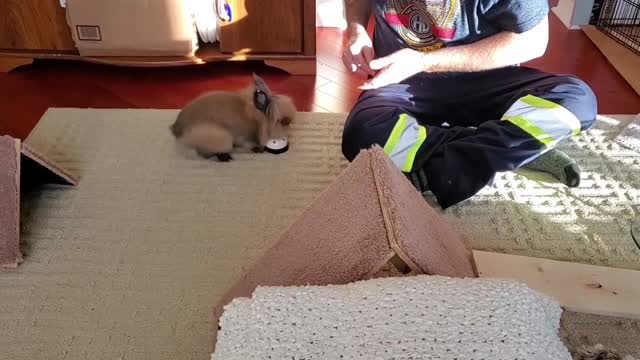 Gizmo The Lionhead Rabbit " 3 dog tricks combo"