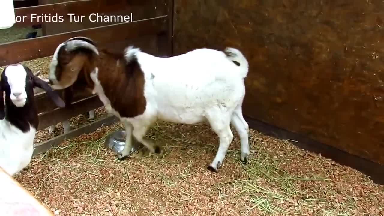 Prank kambing jantan bernafsu