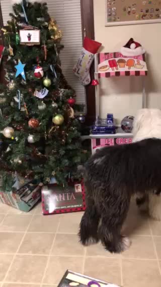 Sheepie tries to take the kids gifts!