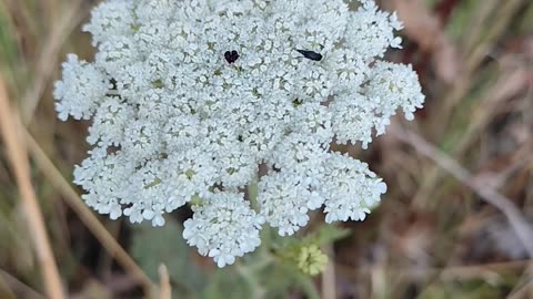 Toothpickweed