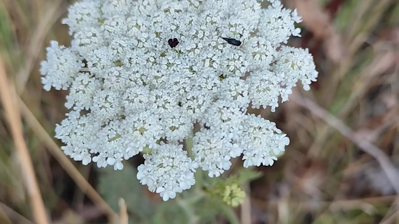 Toothpickweed