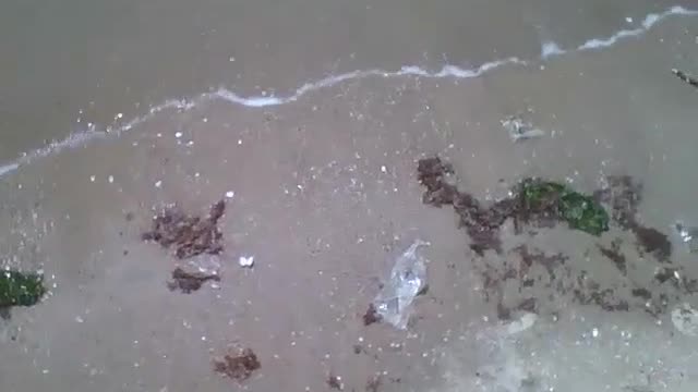 Filmando os sargaços na beira da praia, são verdes alguns vermelhos [Nature & Animals]