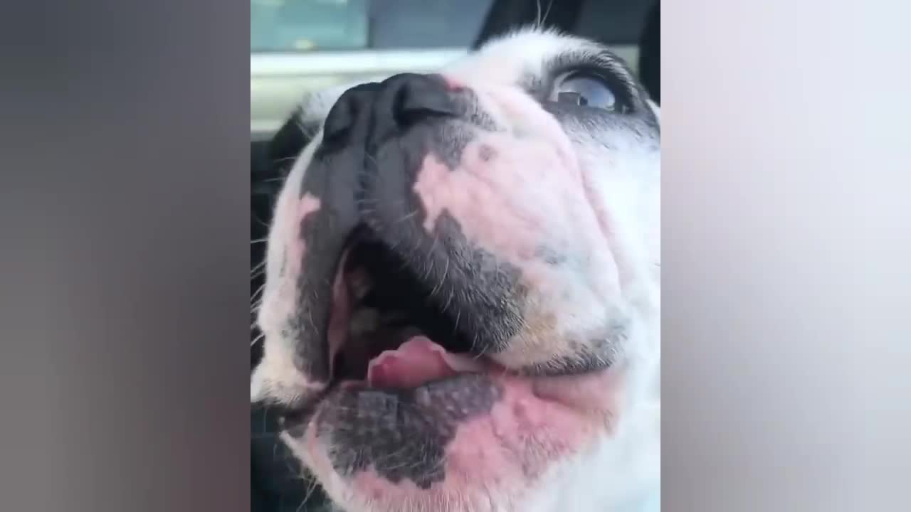 Funny dog singing like opera singer