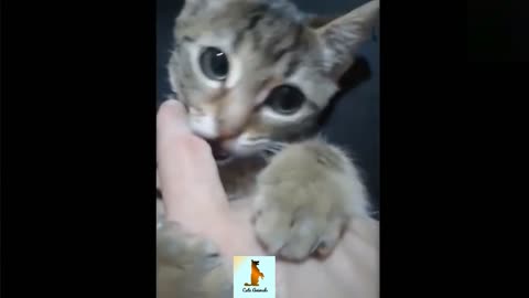 New video cute animals of world