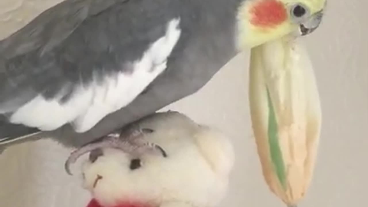 Cockatiel | Funny parrot | Funny birds | funny animals