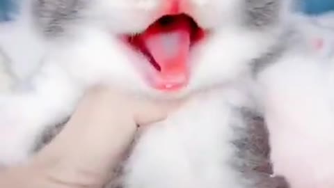 Cute and funny cat videos