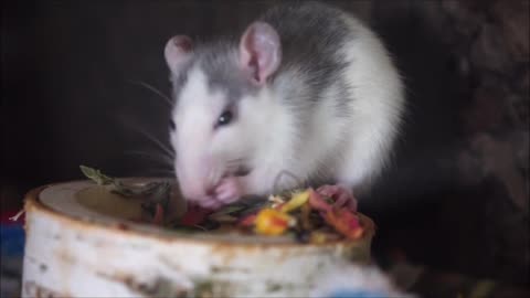 A hungry Rat looking for her food 🍲