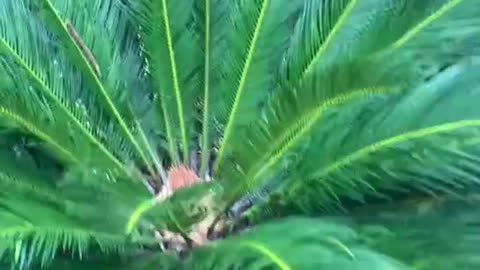 Cycas