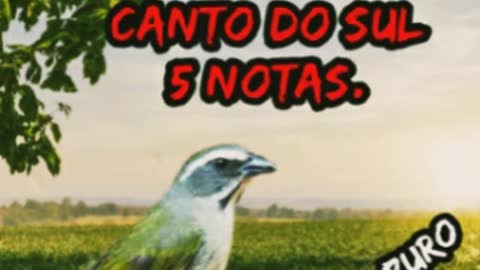 Best bird song beautiful song