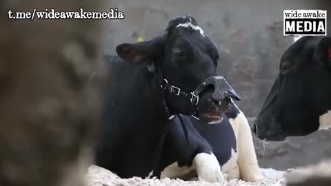 Just when you thought the climate hysteria couldn't get any more ridiculous