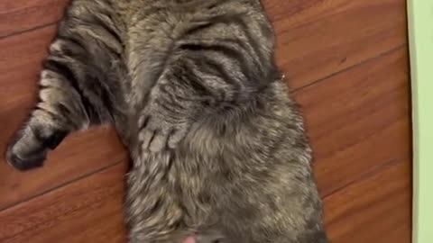 funny cat