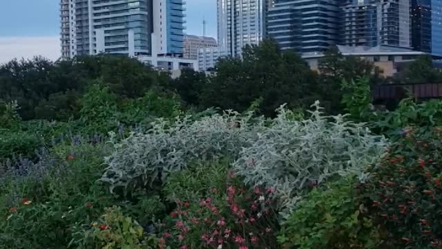 Beautiful Landscapes of Ladybird Lake