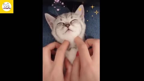 This cute cat like human touch very much !!!!