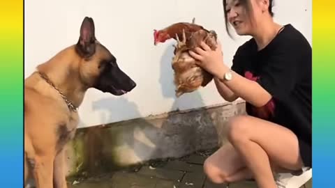 Cute and Funny Dog