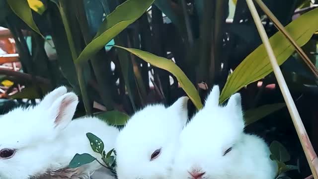 Funny Rabbits Resting On A Pot With A Plant