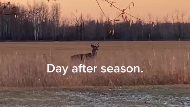 Backyard deer in MN.