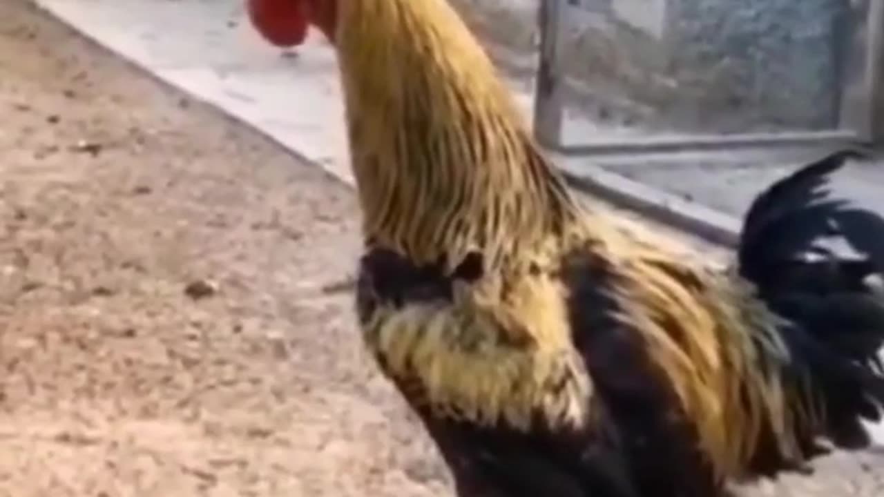 Funnyanimals - Funny Cock Falls | #Funnyanimals #funnyvedios #fun #comedy #funnyrumblevedios