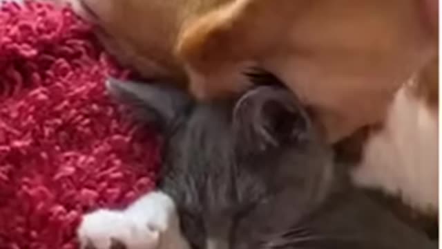 A cat using a dog’s ear as a blanket #shorts #subscribe #like #explore #catanddog