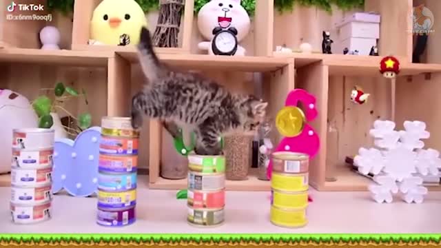 Funny and Cute Pets Compilation Full-HD