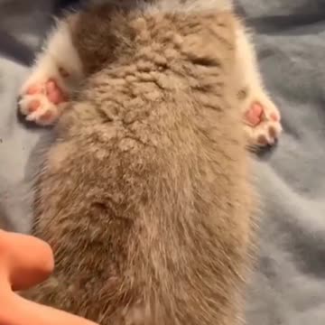 Fanny cat videos | kitty cat video | Cute cat videos | Pet Animal video | Kittycat |