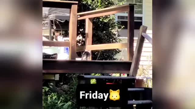Friday Kitties