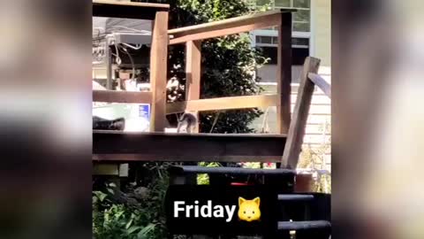 Friday Kitties