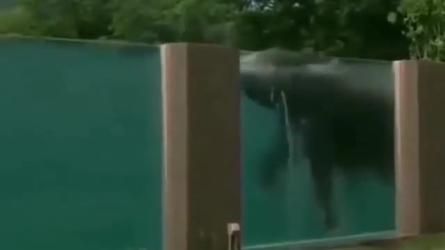 Refreshing elephant 😍🐘
