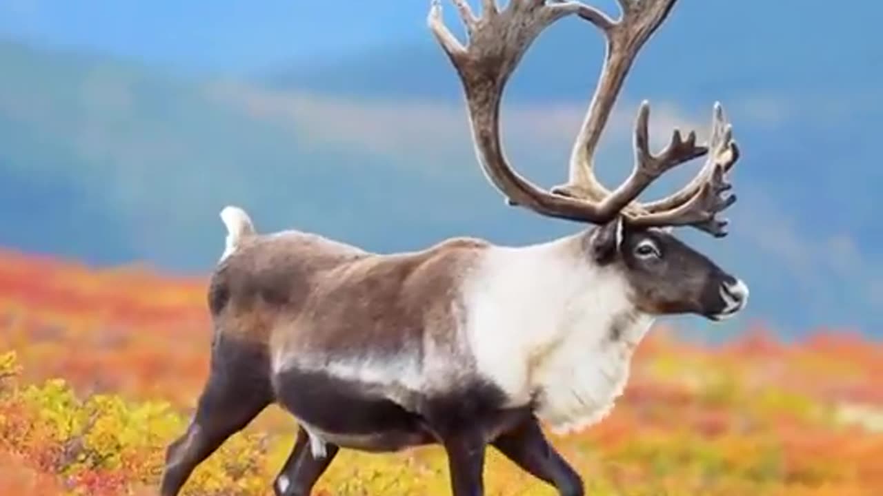 So majestic, spotted in Alaska!