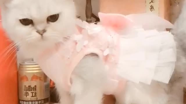 The kitten in the pink dress, like a model, is more like a princess